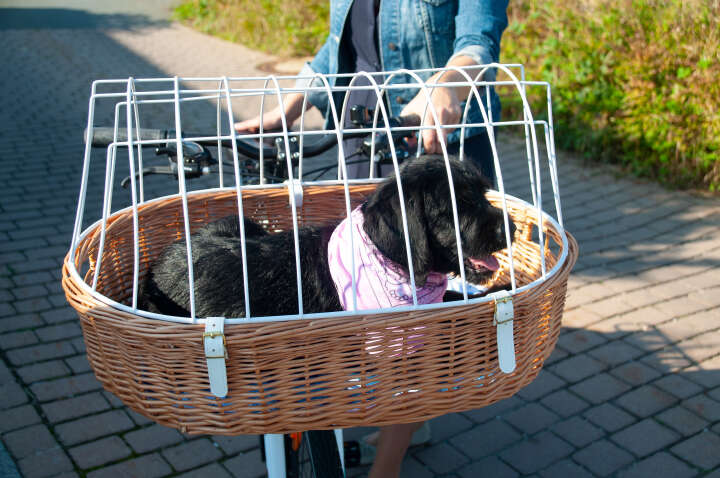AUMÜLLER Fahrradkorb Vorne